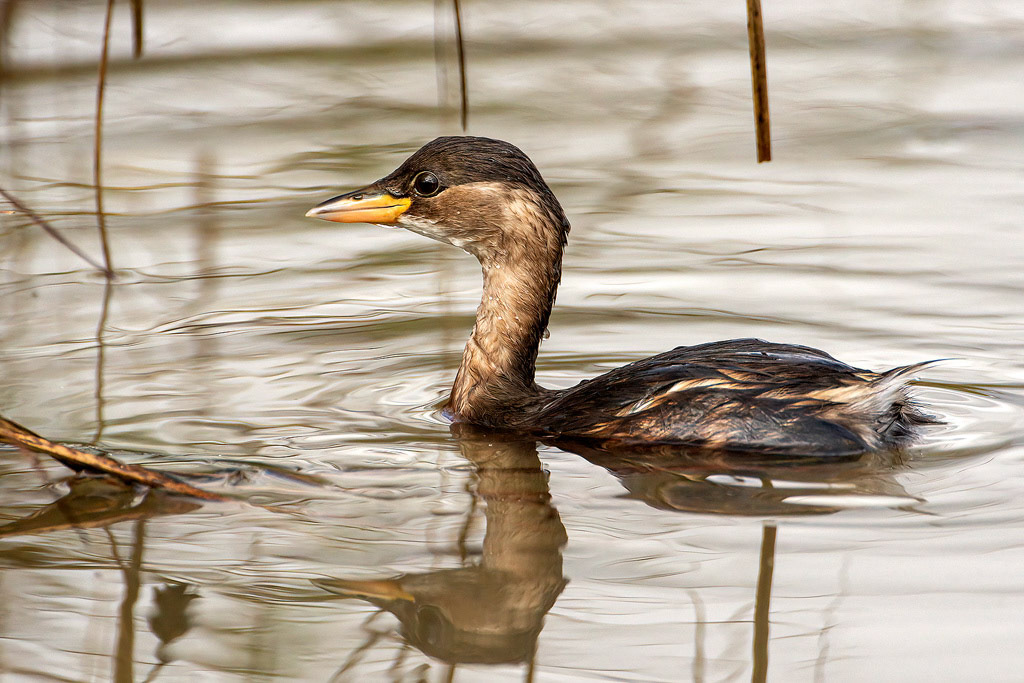 Little Grebe
