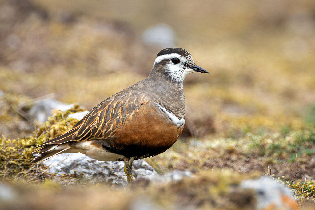 Dotterel