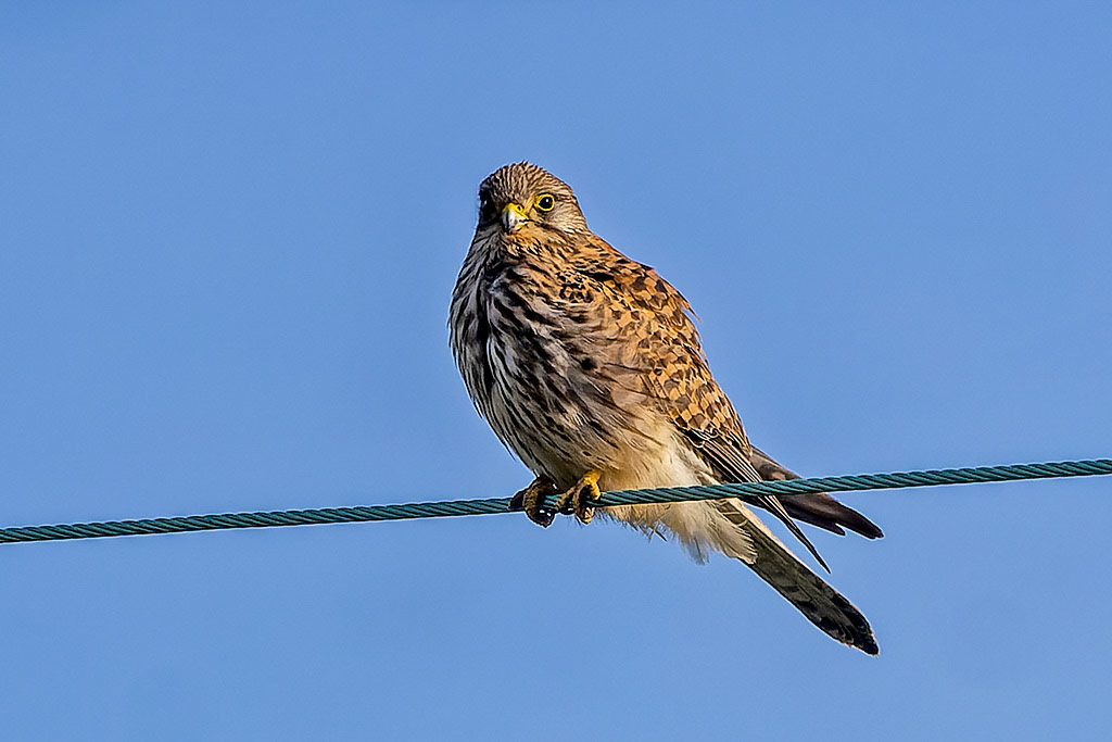 Kestrel