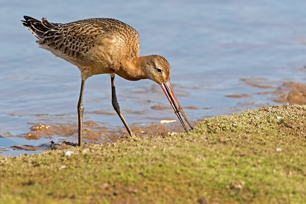 Black-tailed Godwit