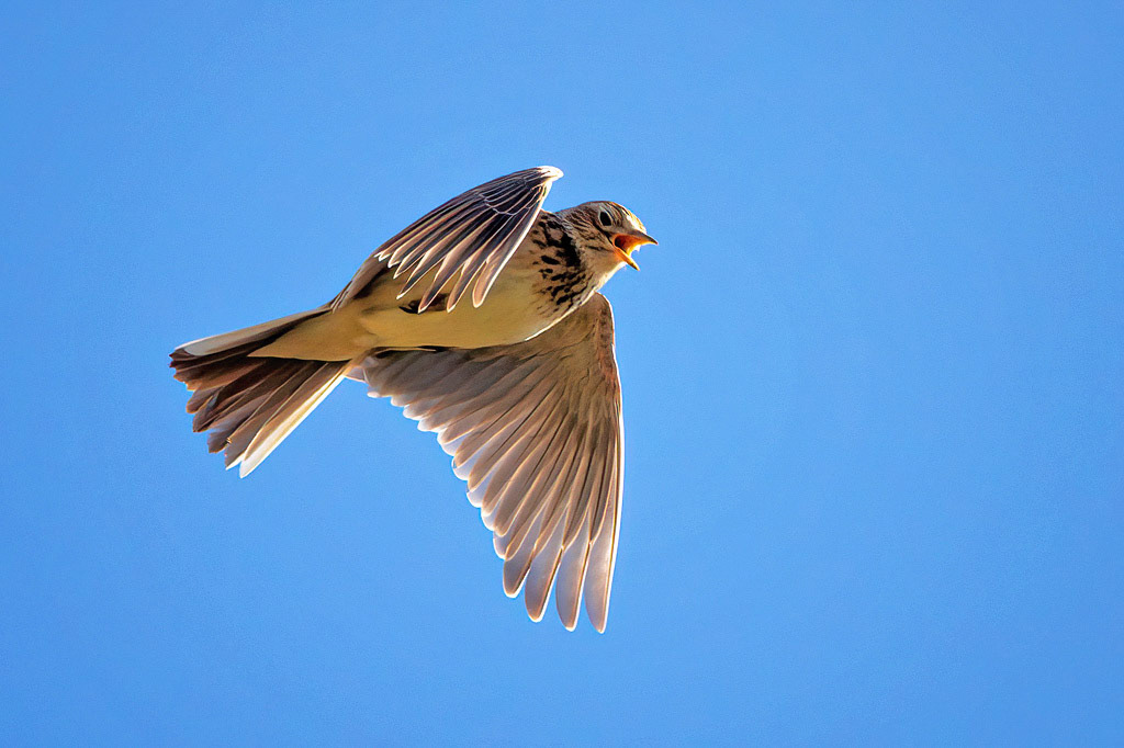 Skylark