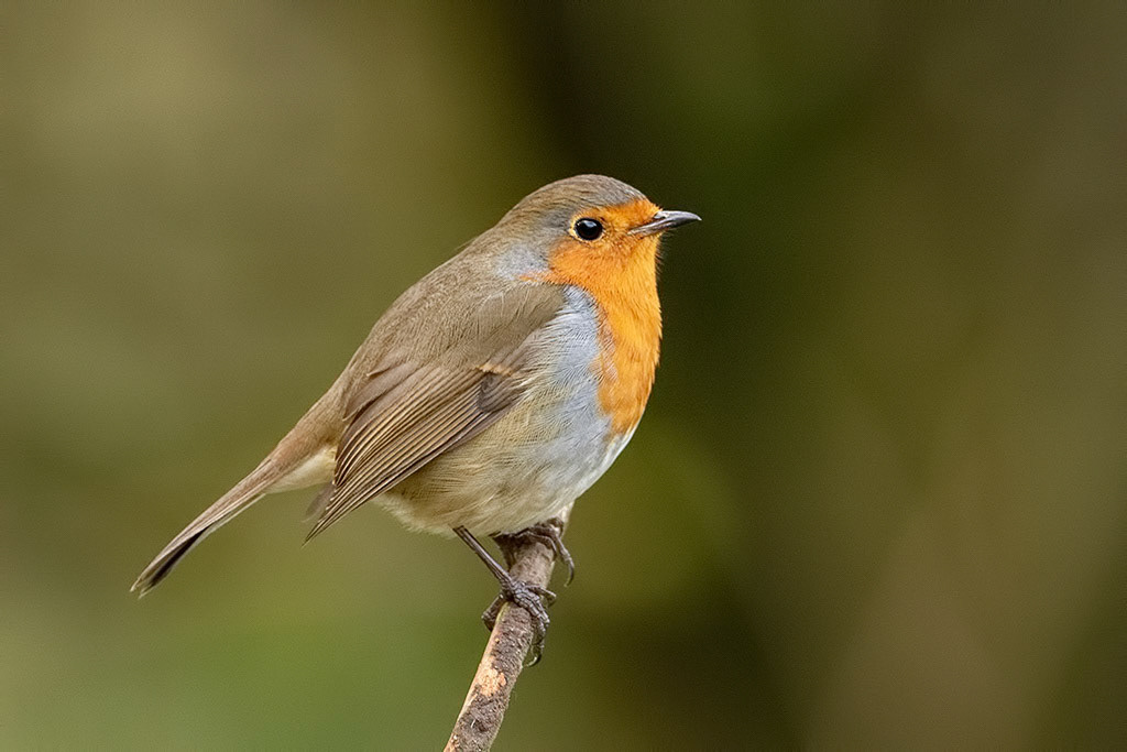 Robin