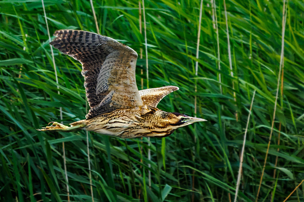Bittern