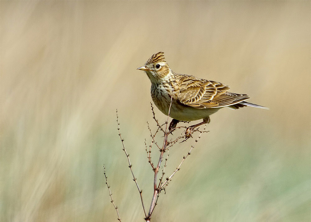 Skylark