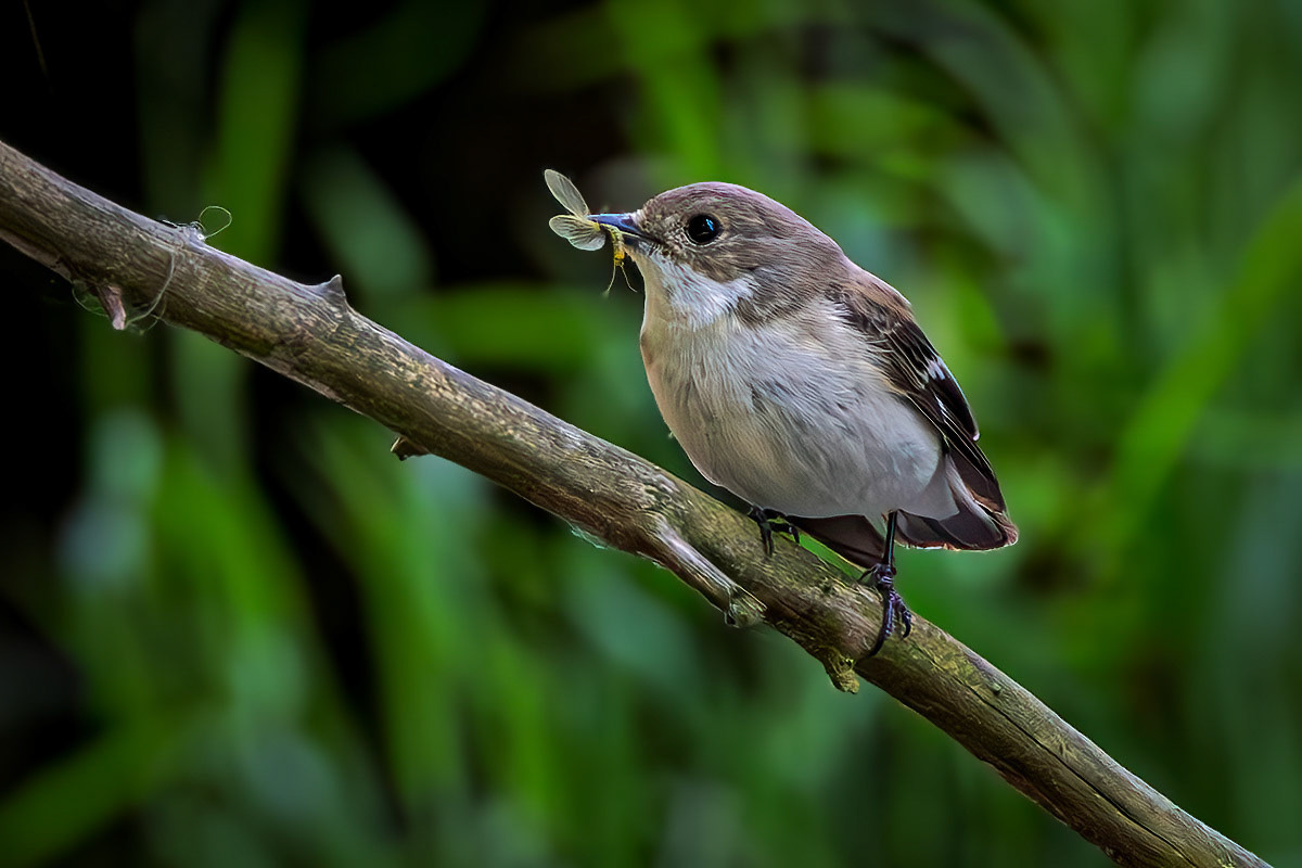 Pied Flycatcher