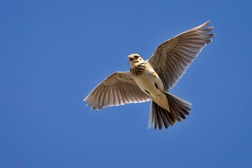 Skylark