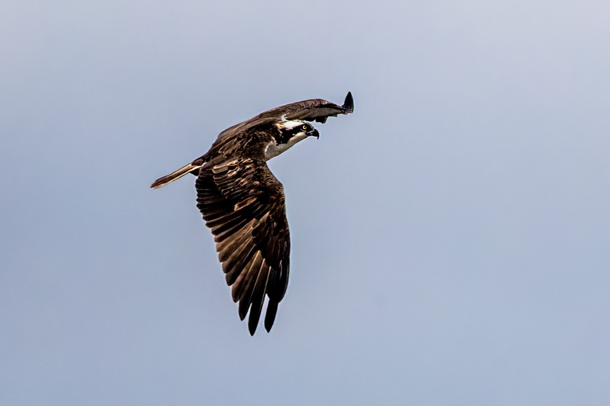 Osprey