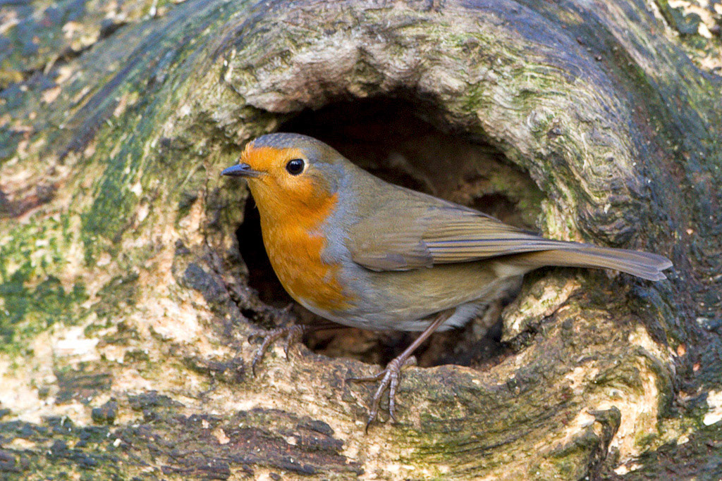 Robin