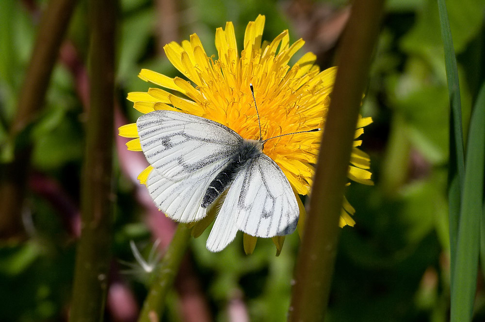 Green-veined White