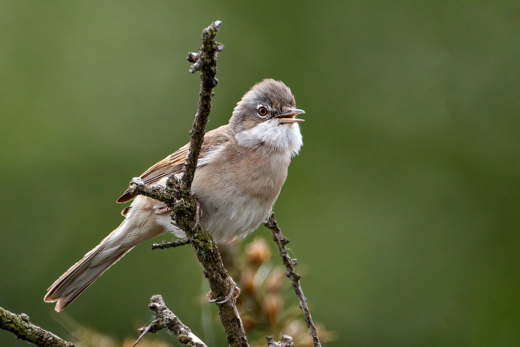 Common Whitethroat