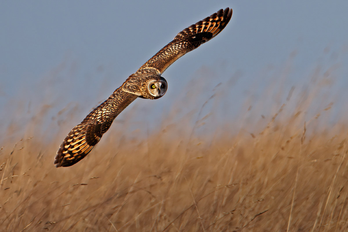 Short-eared Owl