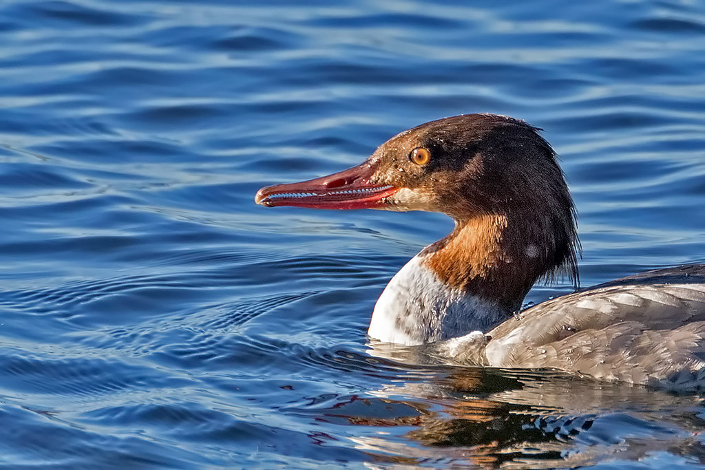 Goosander