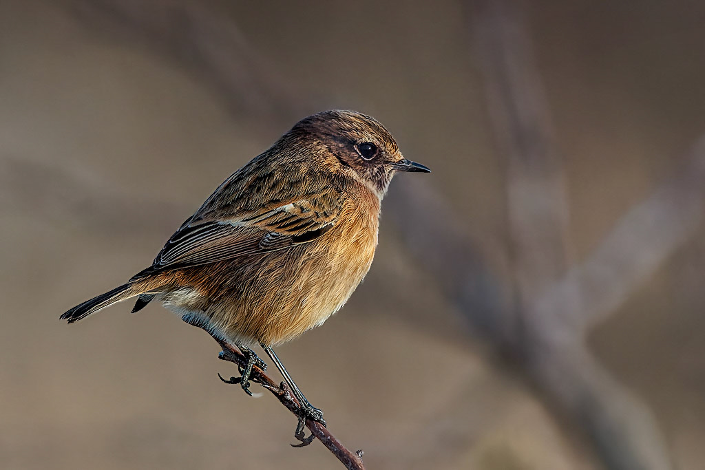 Stonechat