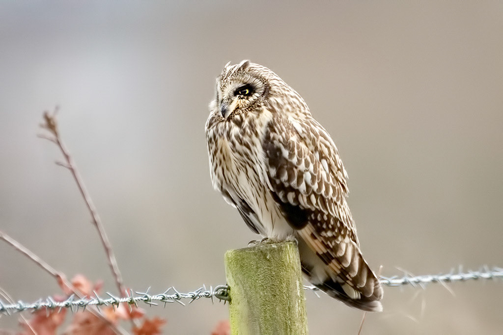Short-eared Owl