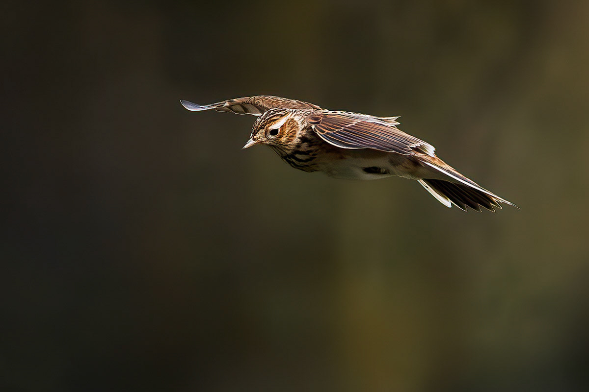 Skylark