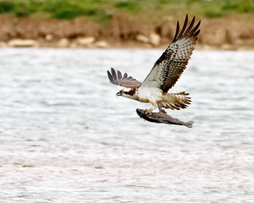 Osprey