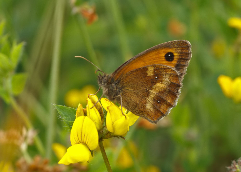 Gatekeeper