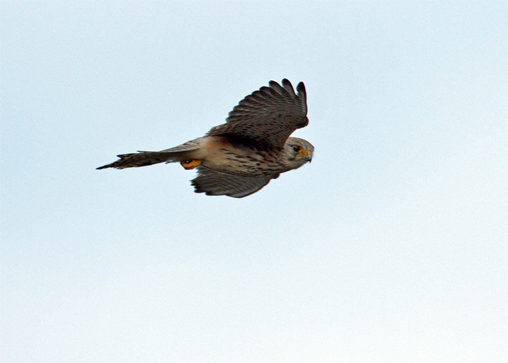 Kestrel