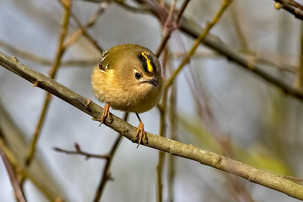 Goldcrest