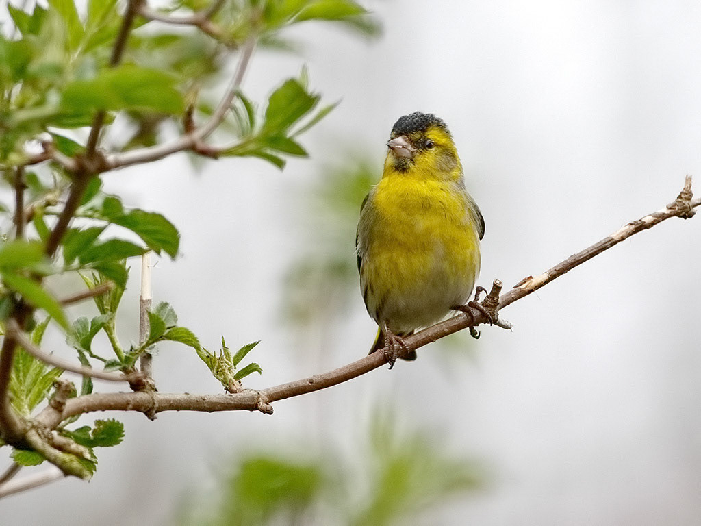 Siskin