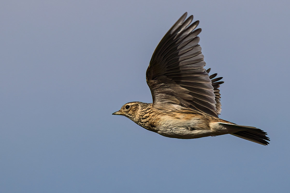 Skylark