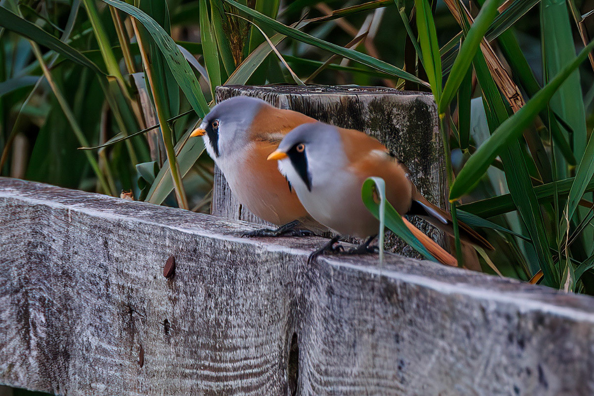 Bearded Tit