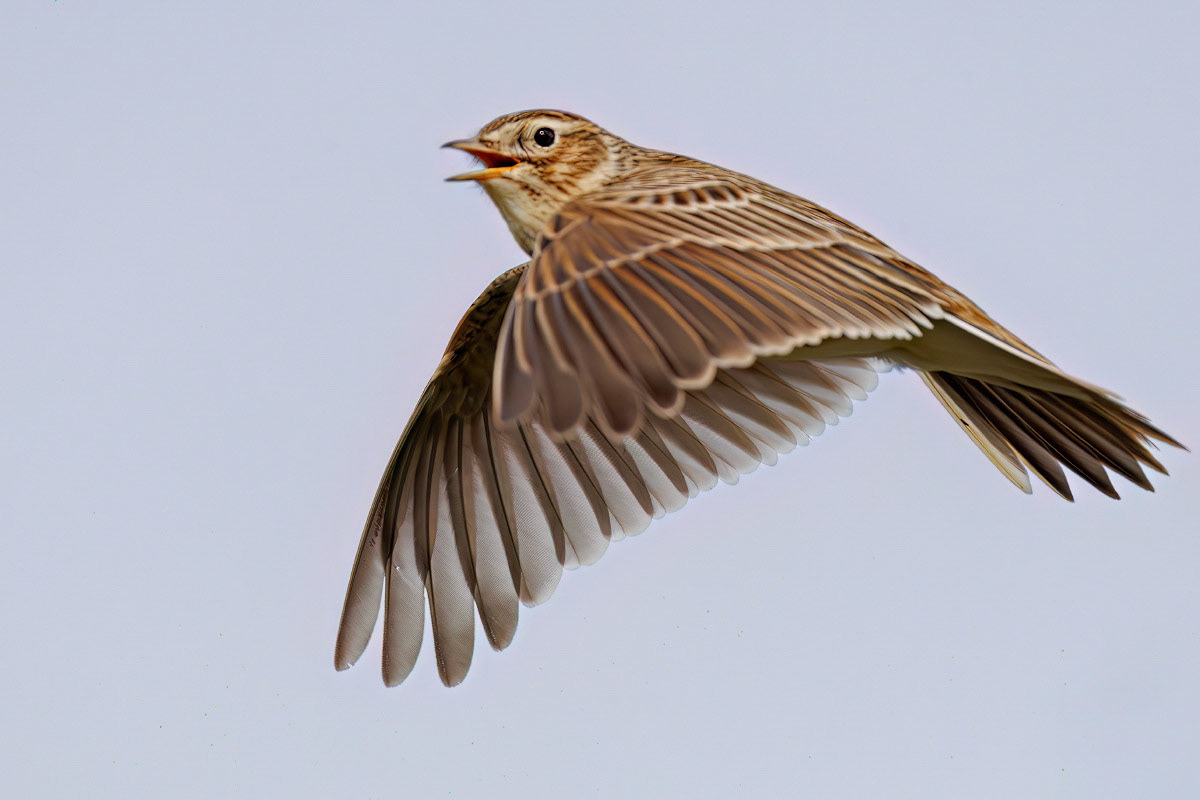 Skylark