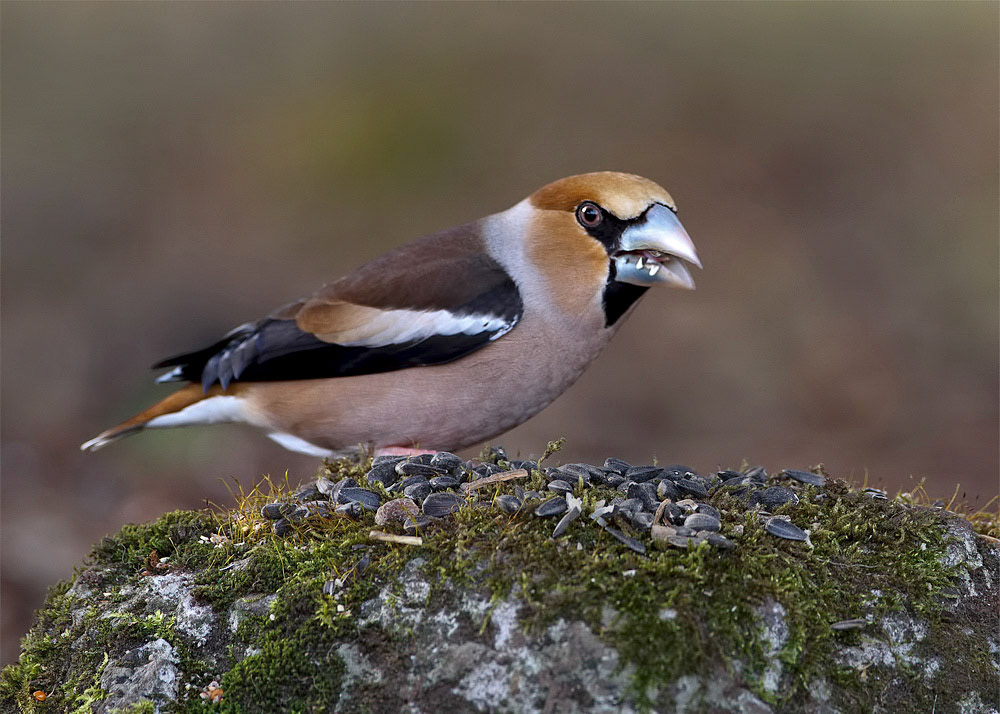 Hawfinch