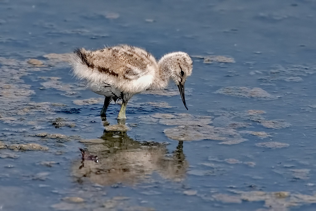 Avocet