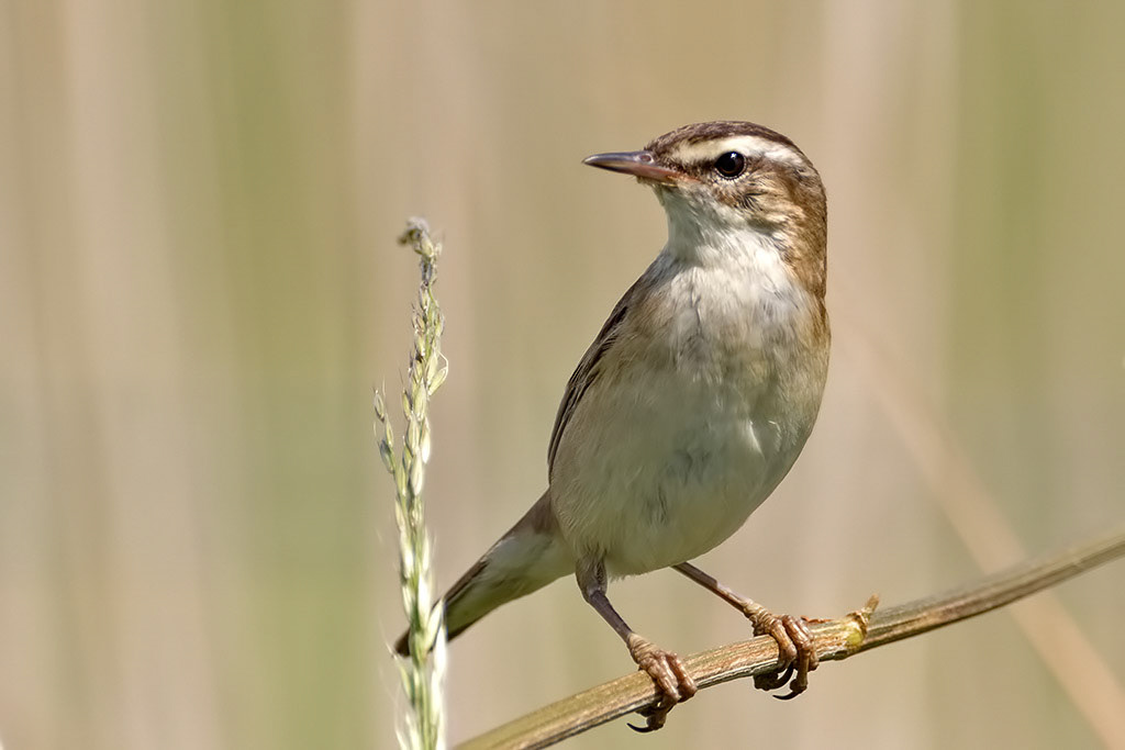 Sedge Warbler
