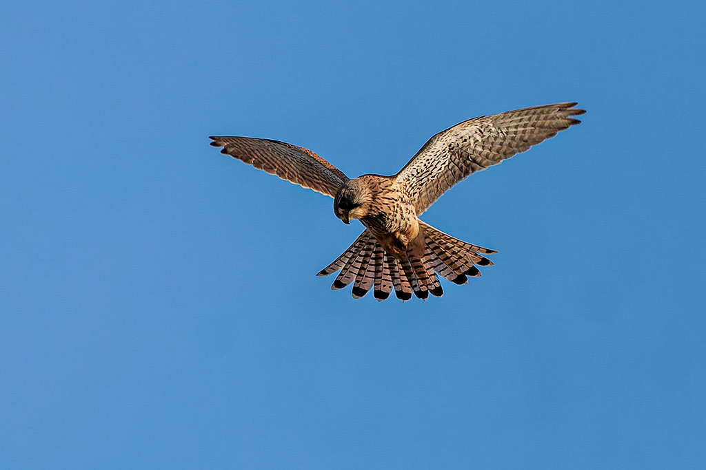 Kestrel