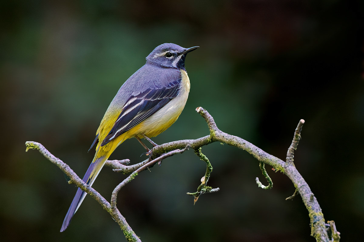 Grey Wagtail