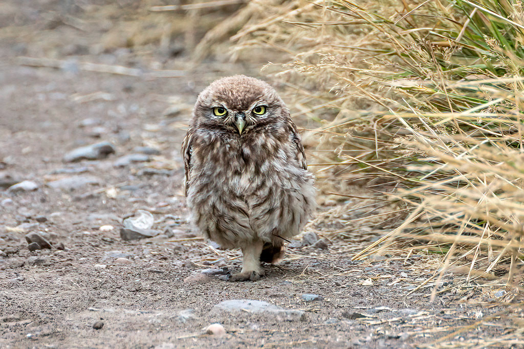 Little Owl