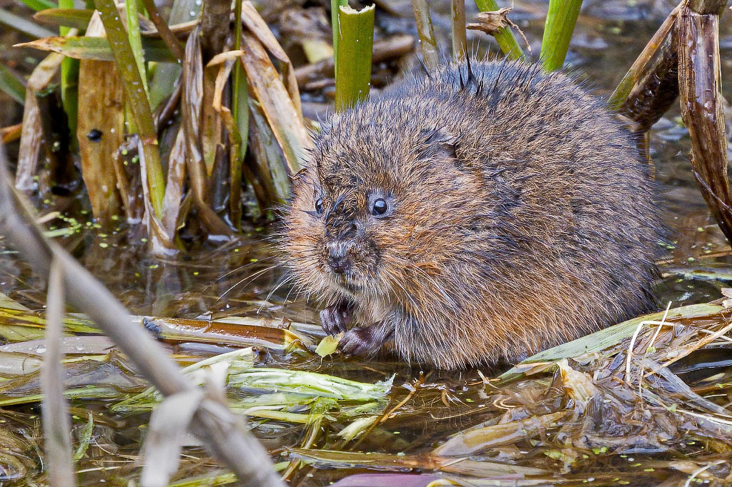 Water Vole