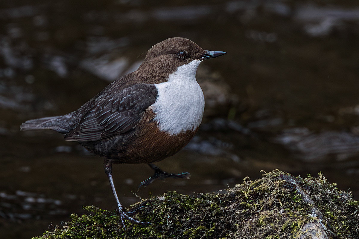 Dipper