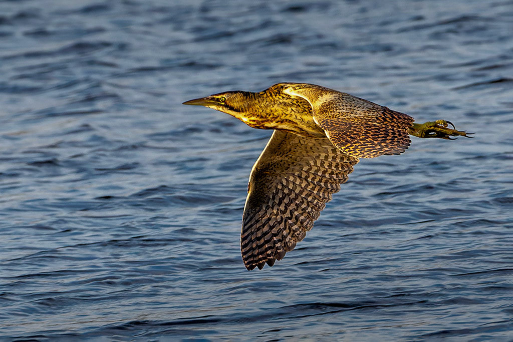 Bittern