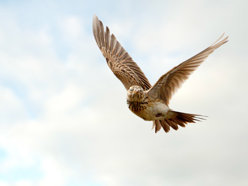 Skylark