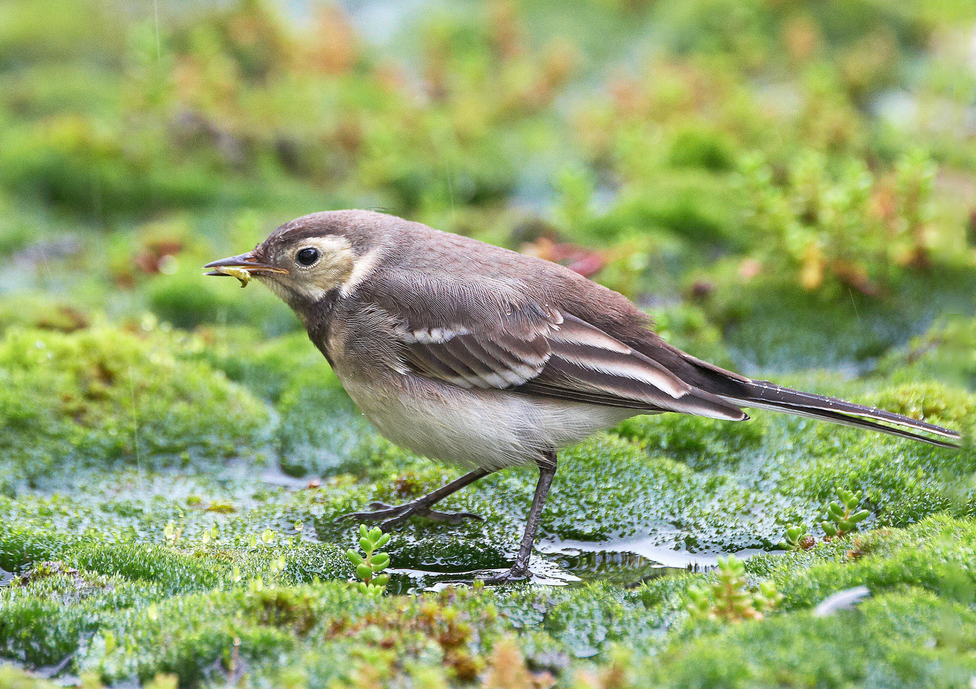 Pied Wagtail
