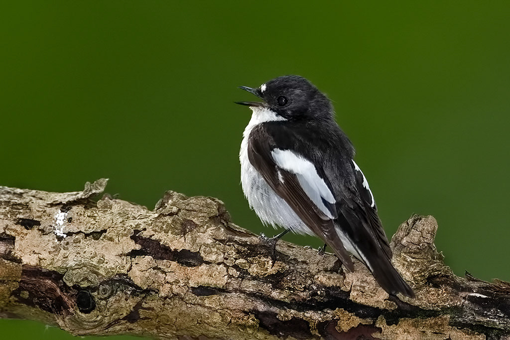 Male Pied Flycatcher