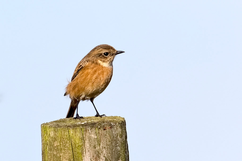 Stonechat