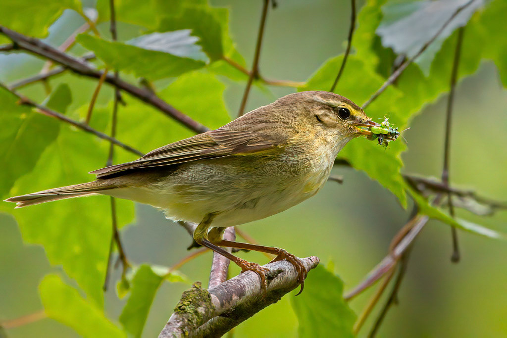 Willow Warbler