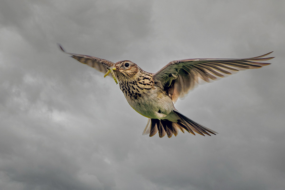 Skylark