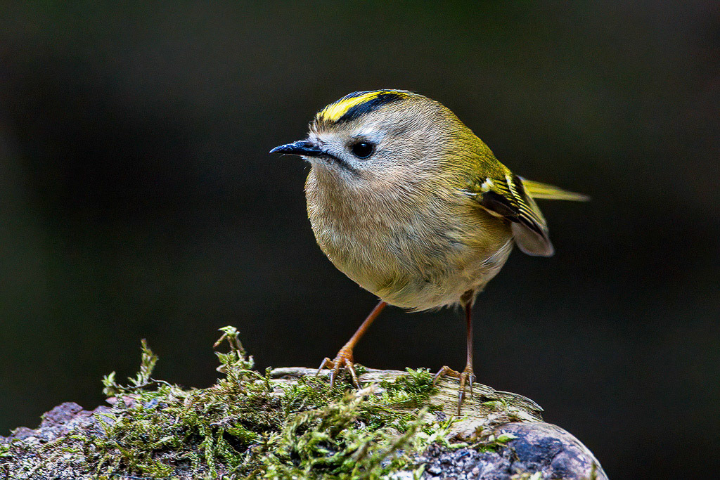 Goldcrest