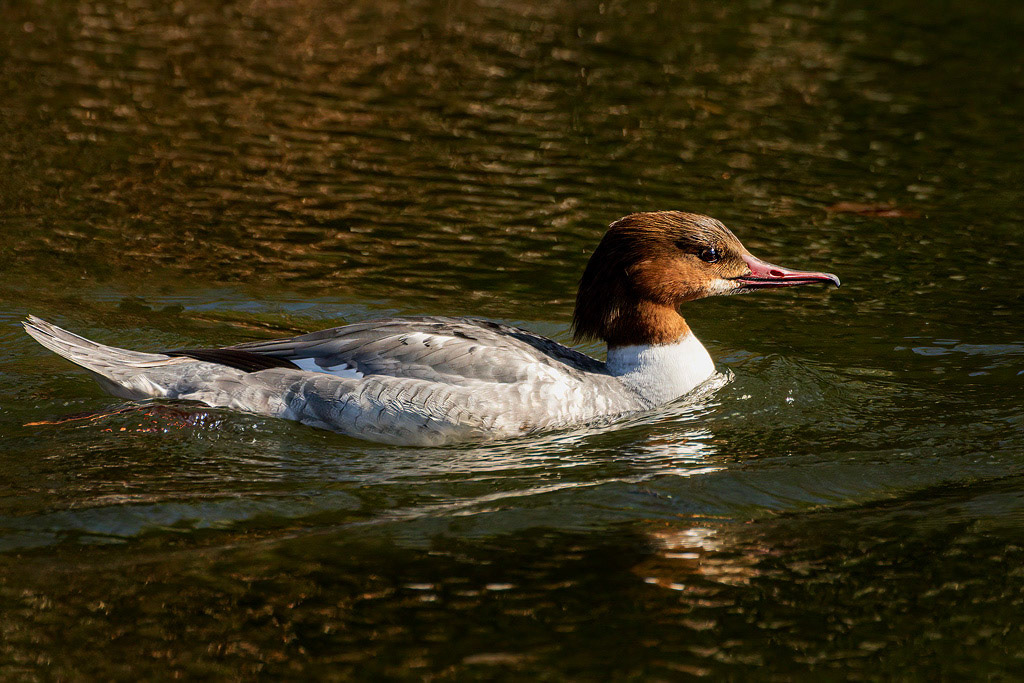 Goosander