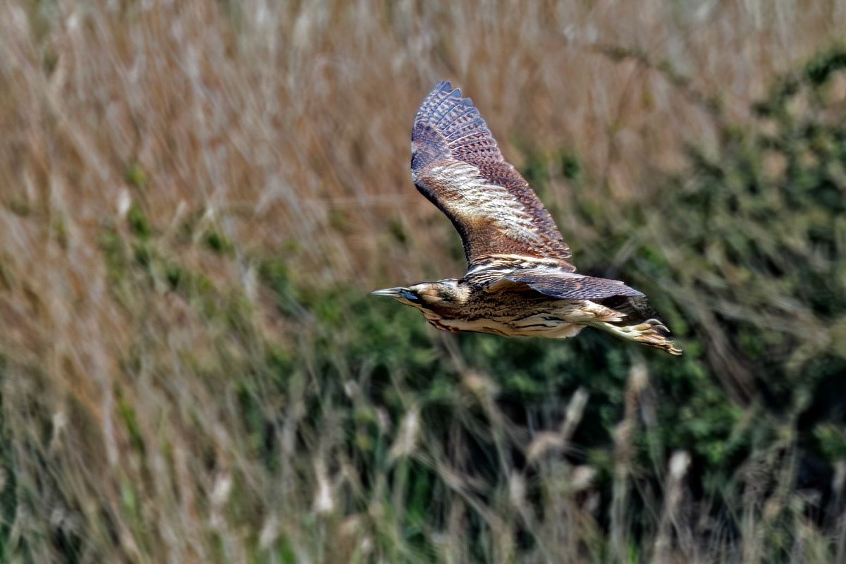 Bittern
