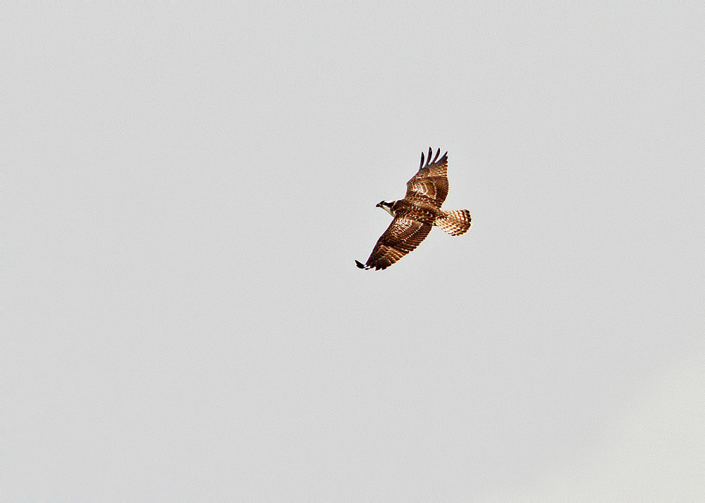 Osprey