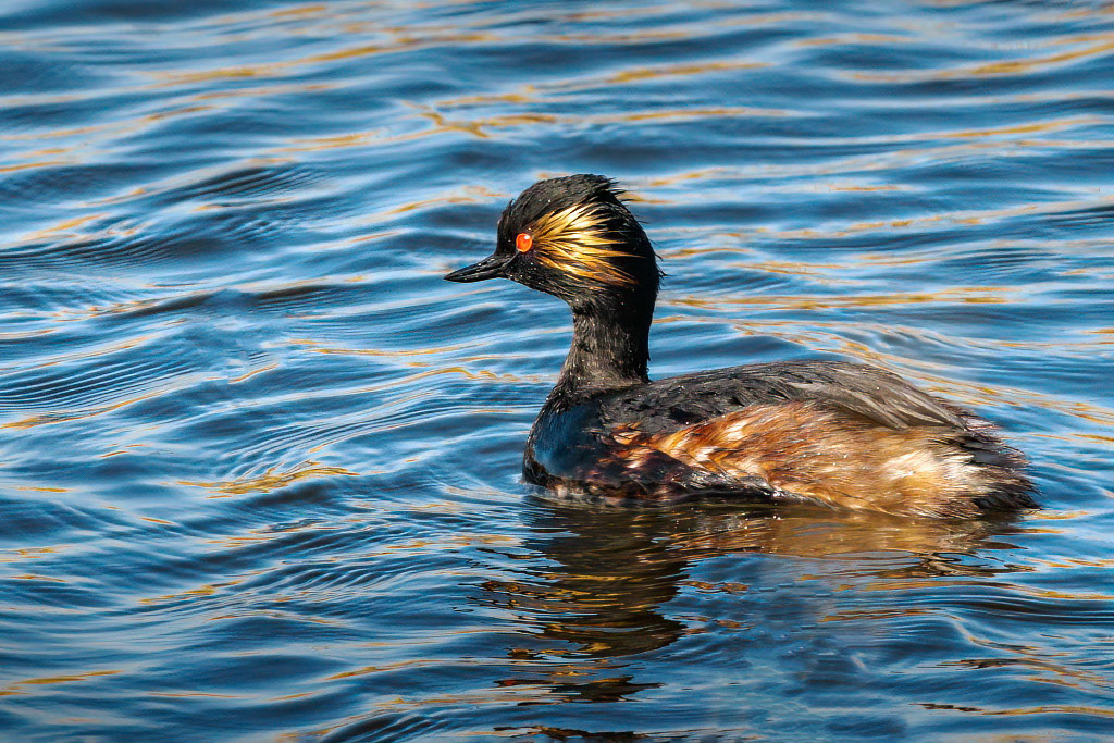 Black-necked Grebe