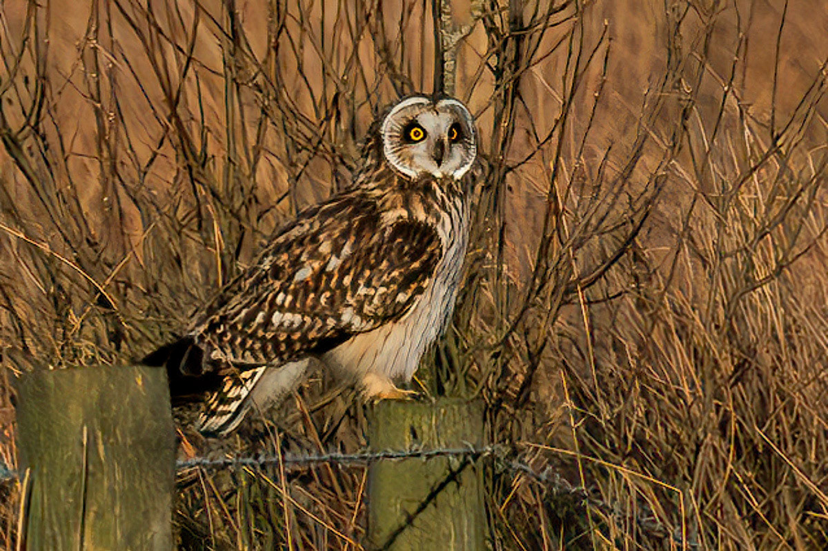 Short-eared Owl