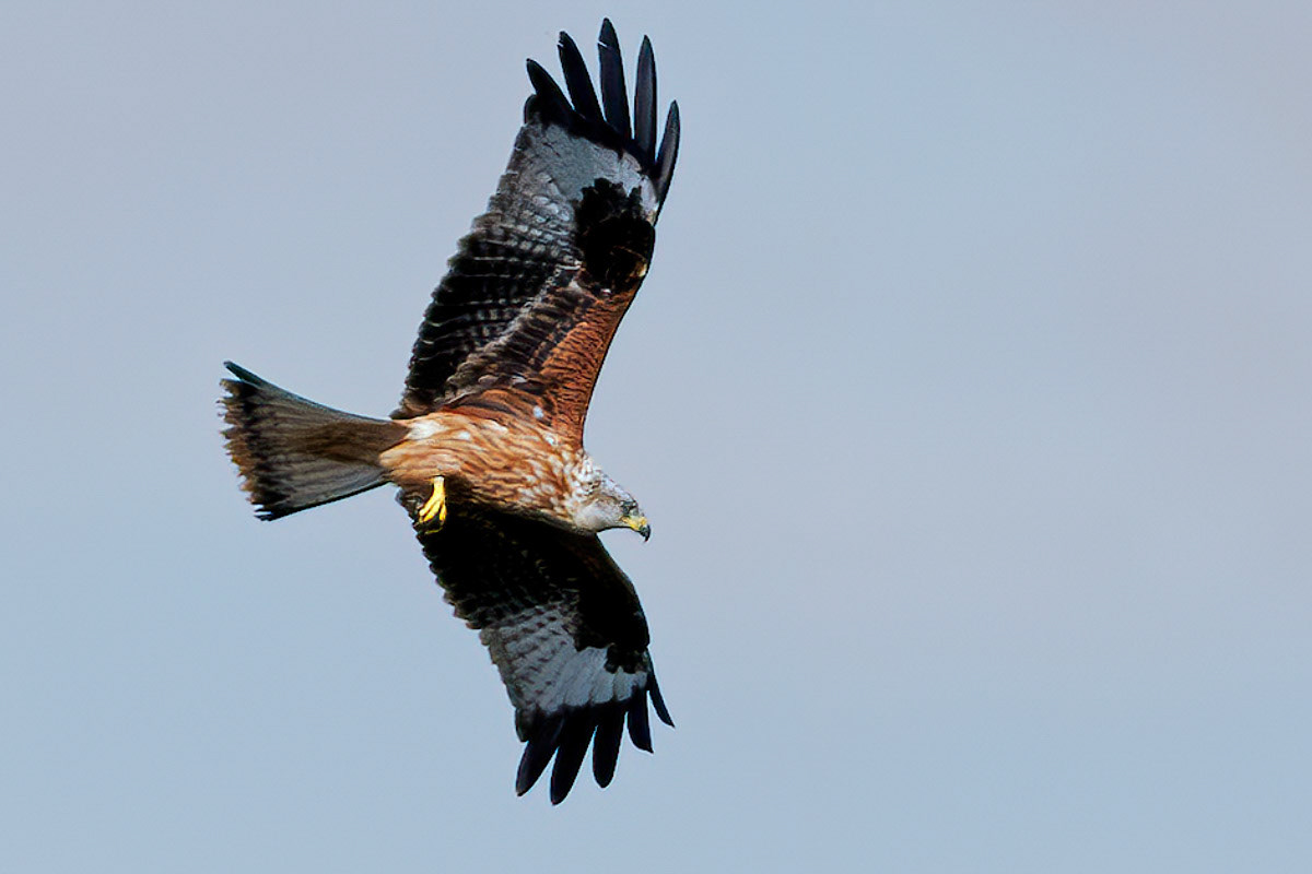 Red Kite