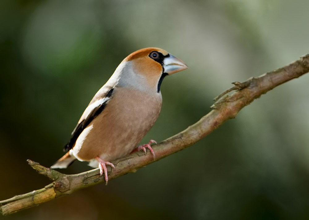 Hawfinch